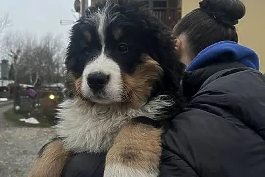 Berneński pies pasterski Bobi, Podkarpackie, Jagodnik