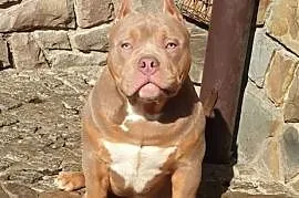 American Bully Pocket Pies