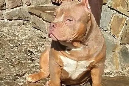 American Bully Pocket Pies, Małopolskie, Limanowa