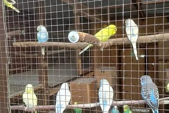 Papugi faliste młode, Pomorskie, Kościerzyna