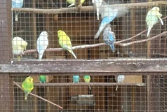 Papugi faliste młode, Pomorskie, Kościerzyna