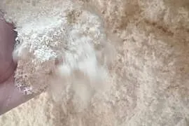 Trociny brzozowe drobne świeże