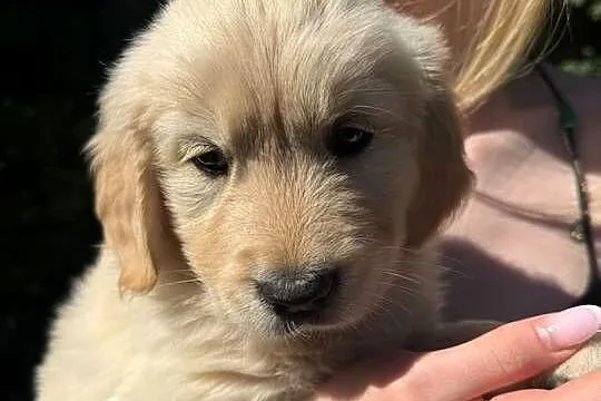 Suczka Golden Retriever FCI ZKwP