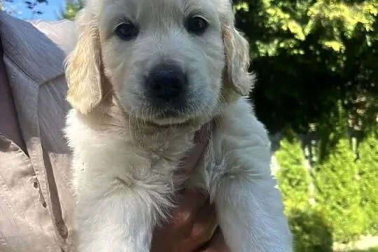 Suczka Golden Retriever FCI ZKwP, Lubelskie, Lublin