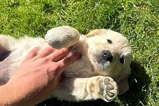 Suczka Golden Retriever FCI ZKwP, Lubelskie, Lublin