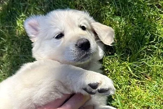 Suczka Golden Retriever FCI ZKwP, Lubelskie, Lublin