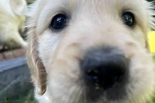 Suczka Golden Retriever FCI ZKwP, Lubelskie, Lublin