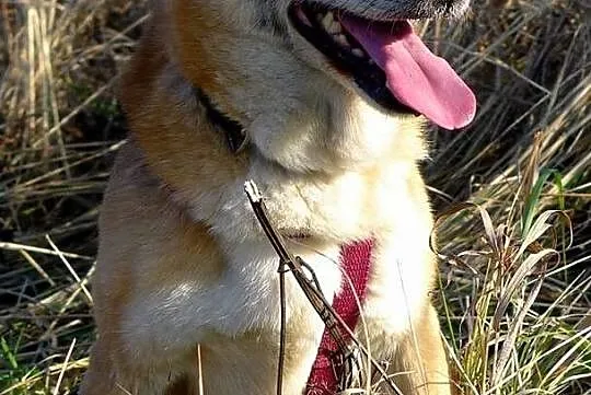 Kaja-spokojna,wrażliwa,przytulaśna,delikatna ADOPC