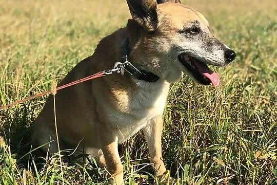 Kaja-spokojna,wrażliwa,przytulaśna,delikatna ADOPC