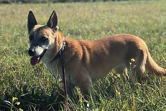 Kaja-spokojna,wrażliwa,przytulaśna,delikatna ADOPC