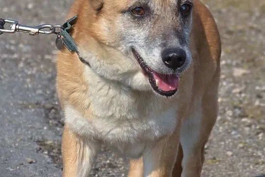 Kaja-spokojna,wrażliwa,przytulaśna,delikatna ADOPC