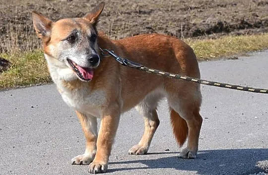Kaja-spokojna,wrażliwa,przytulaśna,delikatna ADOPC