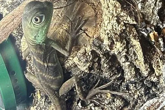 Agama Błotna, Physignathus cocincinus