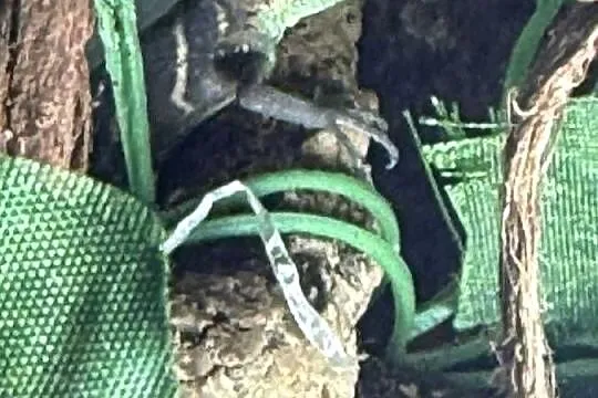 Agama Błotna, Physignathus cocincinus, Śląskie, Częstochowa