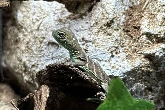 Agama Błotna, Physignathus cocincinus, Śląskie, Częstochowa