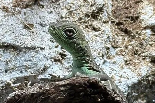Agama Błotna, Physignathus cocincinus, Śląskie, Częstochowa