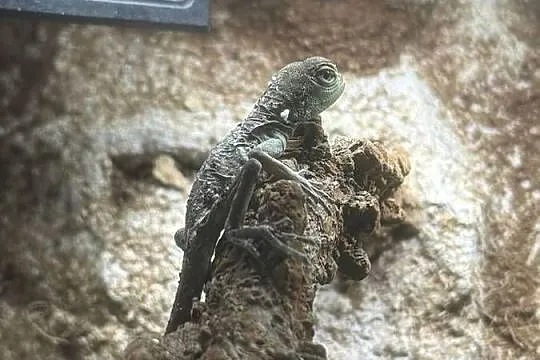 Agama Błotna, Physignathus cocincinus, Śląskie, Częstochowa