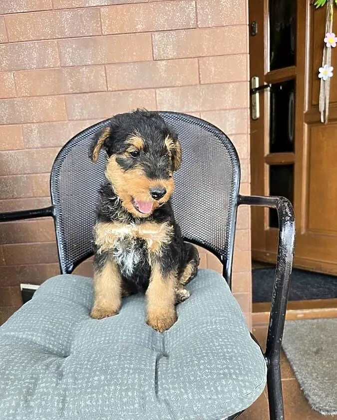 Szczeniaki Airedale terrier, Opolskie, Byczyna