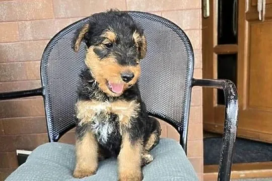 Szczeniaki Airedale terrier, Opolskie, Byczyna