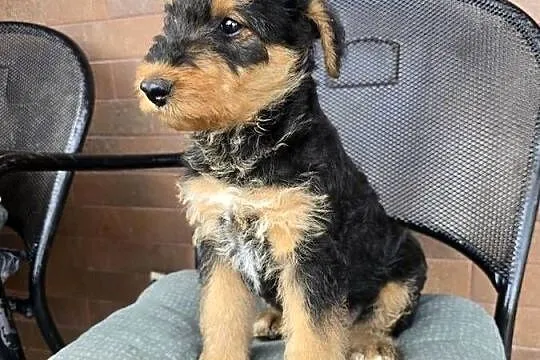 Szczeniaki Airedale terrier, Opolskie, Byczyna