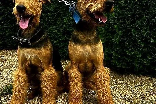 Szczeniaki Airedale terrier, Opolskie, Byczyna