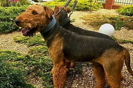 Szczeniaki Airedale terrier, Opolskie, Byczyna