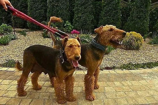 Szczeniaki Airedale terrier, Opolskie, Byczyna