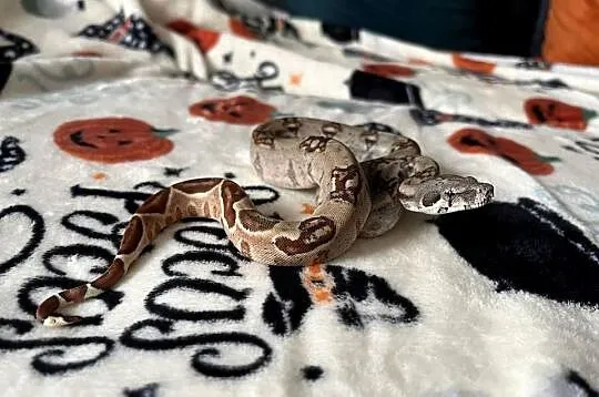 Boa imperator #8