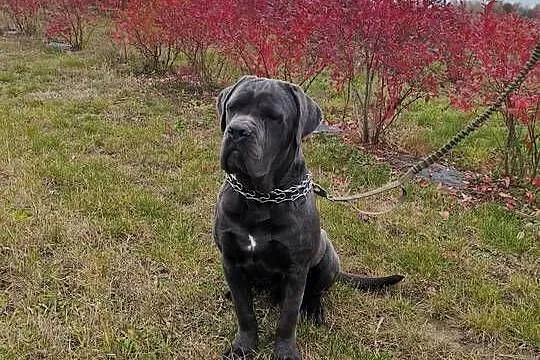 Cane corso 9 miesiecy