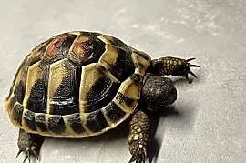 Żółw lądowy | terrarium wyposażenie | transport