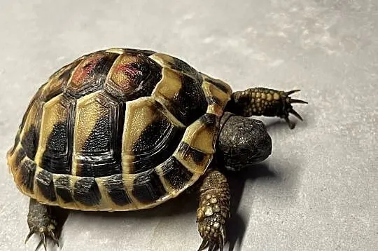 Żółw lądowy | terrarium wyposażenie | transport