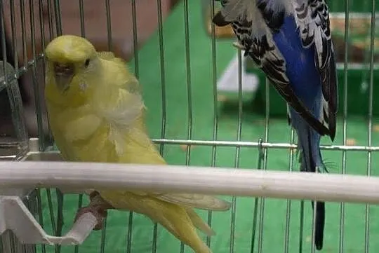 Faliste helikoptery japońskie szpalty, Śląskie, Rybnik