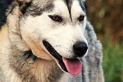 HEROS - miał być malamutem albo husky
