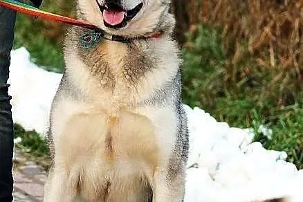 HEROS - miał być malamutem albo husky