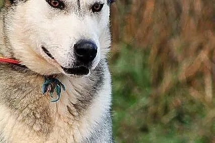 HEROS - miał być malamutem albo husky