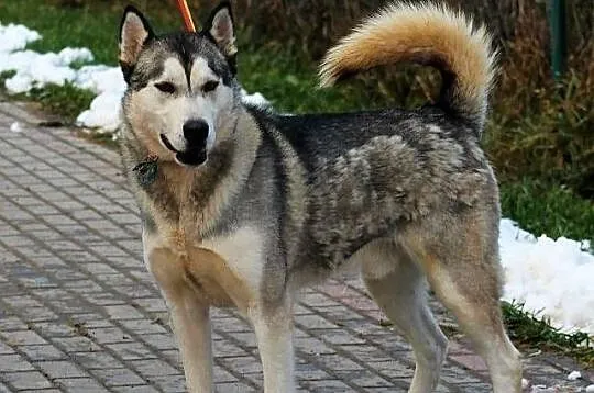 HEROS - miał być malamutem albo husky