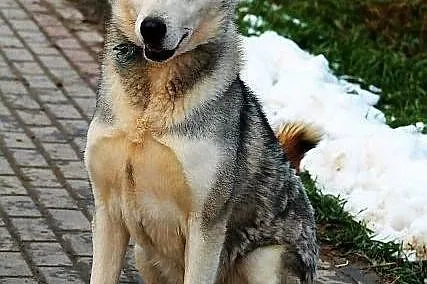 HEROS - miał być malamutem albo husky