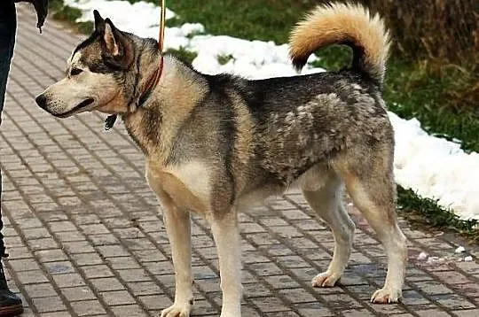 HEROS - miał być malamutem albo husky