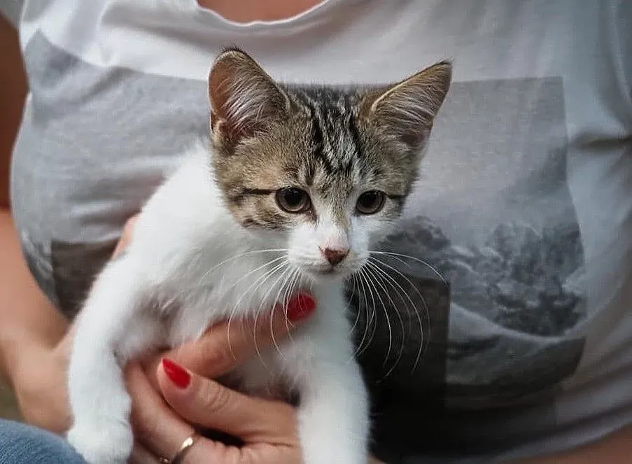 3,5 miesięczna kotka do adopcji!, Śląskie, Częstochowa