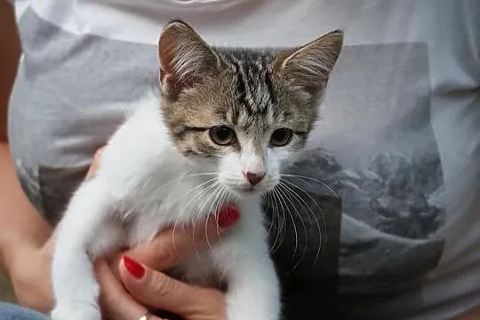 3,5 miesięczna kotka do adopcji!, Śląskie, Częstochowa