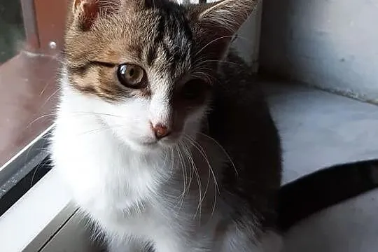 3,5 miesięczna kotka do adopcji!, Śląskie, Częstochowa
