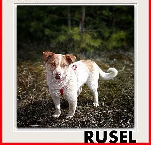 1rok,młody,mały,łagodny,wesoły piesek RUSSEL,krótkie łapki.ADOPCJA, małopolskie Kraków, Małopolskie, Kraków