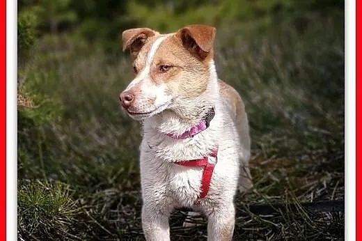 1rok,młody,mały,łagodny,wesoły piesek RUSSEL,krótkie  łapki.ADOPCJA,  małopolskie Kraków, Małopolskie, Kraków