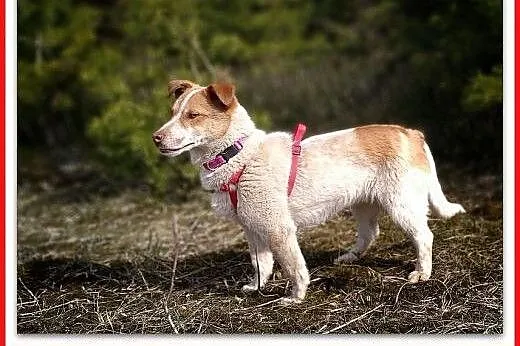 1rok,młody,mały,łagodny,wesoły piesek RUSSEL,krótkie  łapki.ADOPCJA,  małopolskie Kraków, Małopolskie, Kraków