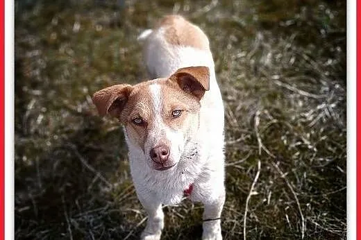 1rok,młody,mały,łagodny,wesoły piesek RUSSEL,krótkie  łapki.ADOPCJA,  małopolskie Kraków, Małopolskie, Kraków