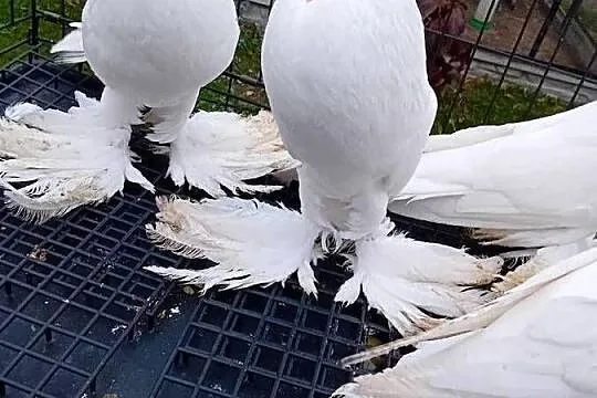 Garłacze pomorskie białe I ńiebieskie, Mazowieckie, Siedlce