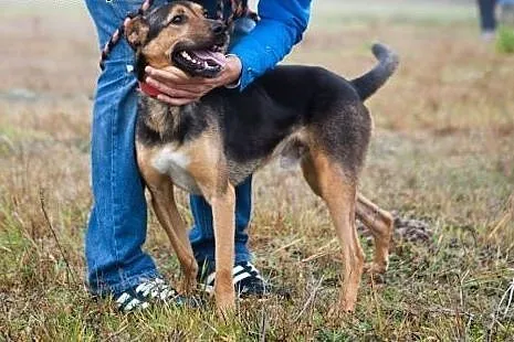 Zza krat schroniska wypatruje lepszego jutra - Tym