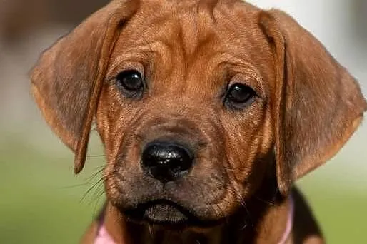 Rhodesian Ridgeback FCI / ZKwP, szczenięta gotowe do zmiany domu