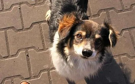 Mała suczka LUNA uratowana przed schroniskiem - pr