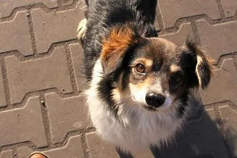 Mała suczka LUNA uratowana przed schroniskiem - pr